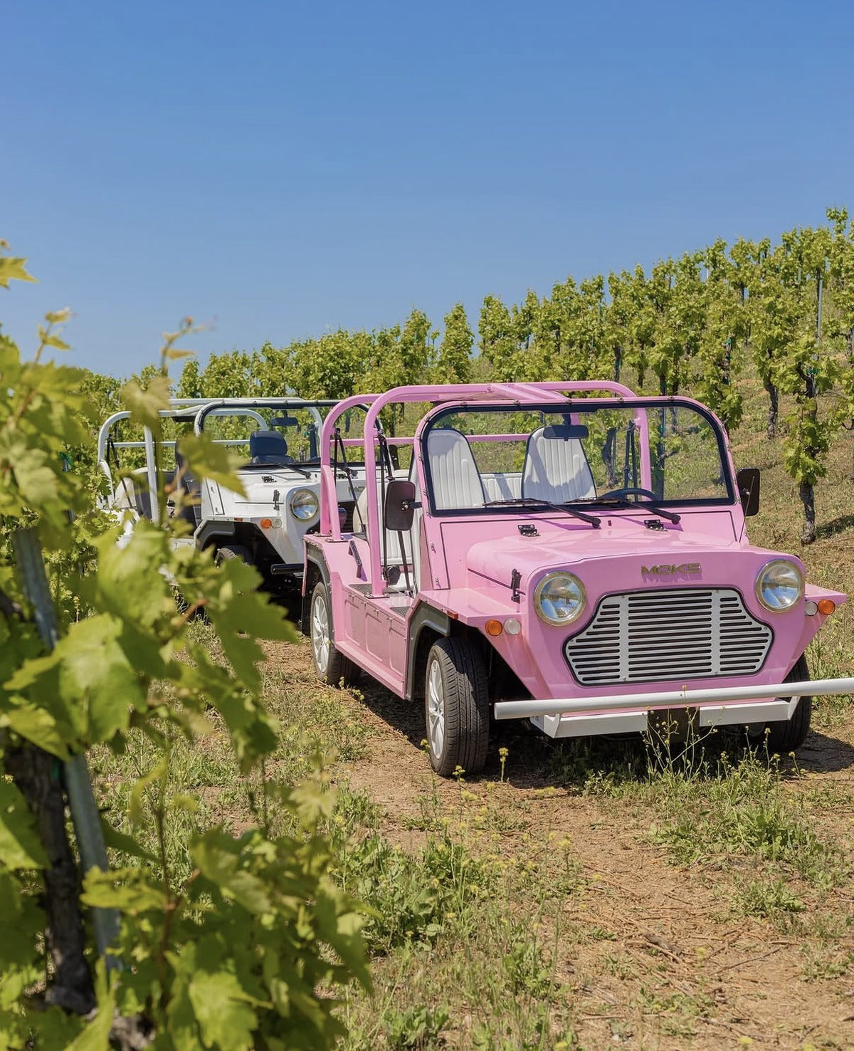 Two pink Mokes parked among the vines